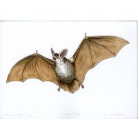 The Greater Mouse-eared Bat